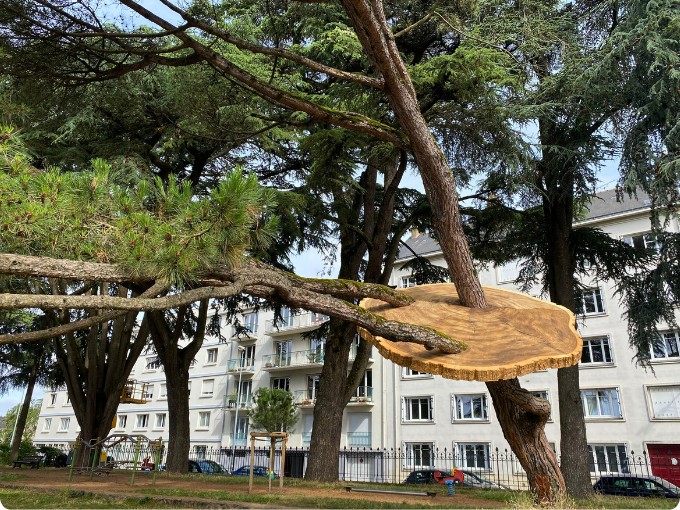 Pinus Pinea en l'an 2252