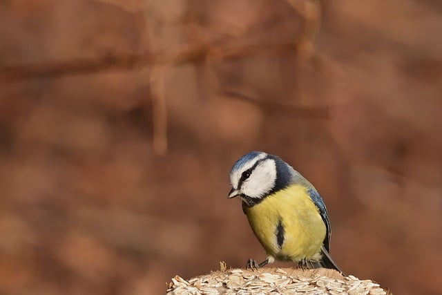 Les oiseaux du Jardin des Plantes